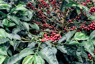 USDA Organic Coffee Maintains Organic Integrity from the Farm to Your Front Door