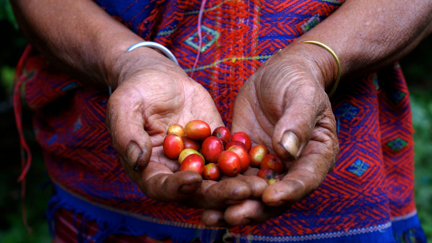 IWCA Establishes Strategic Partnerships to Empower Women in Global Coffee Supply Chain