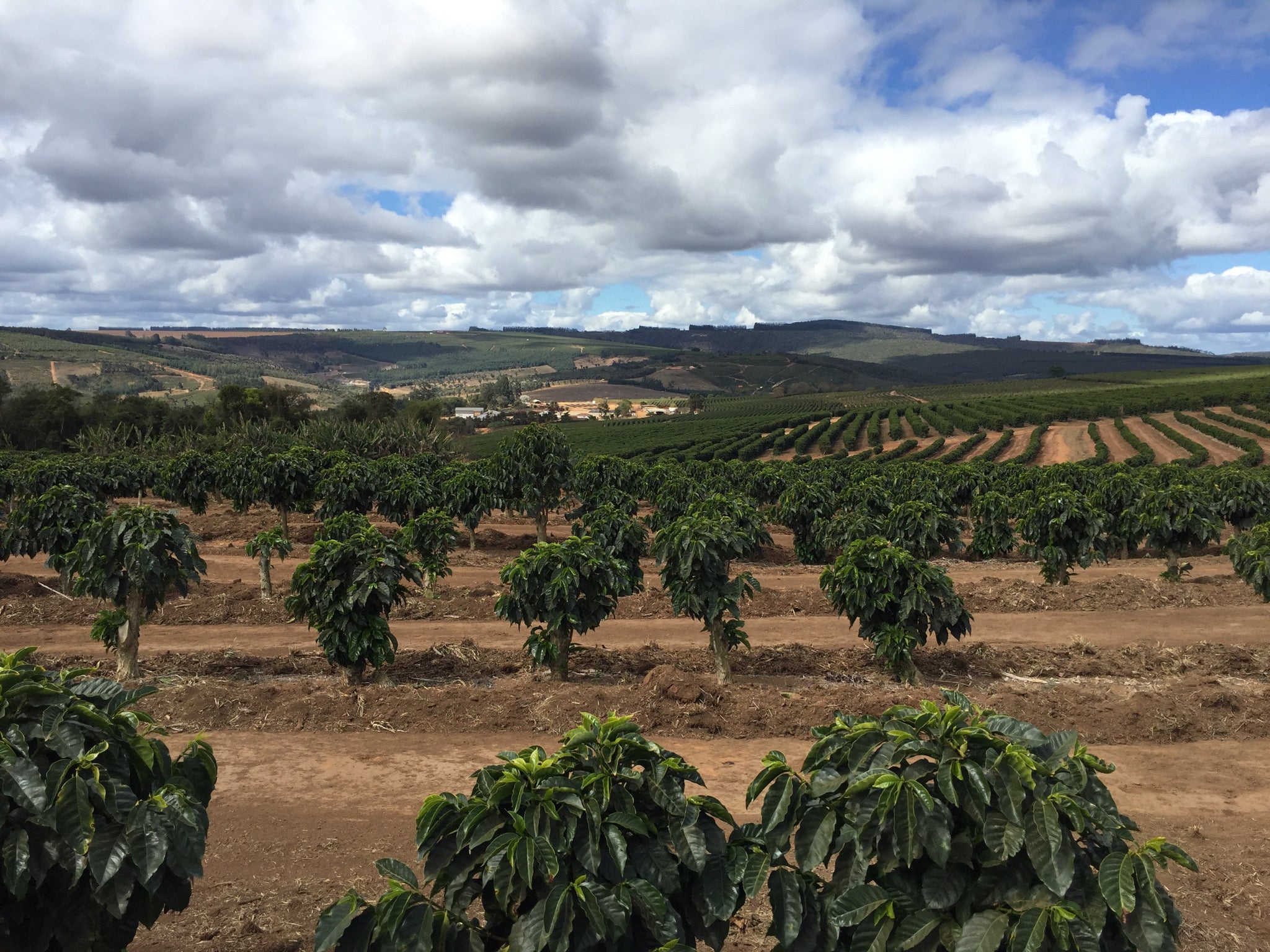 Single Origin Coffee Beans