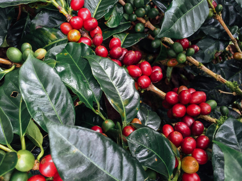 Organic Swiss Water® Decaf Coffee – Copper Moon Coffee